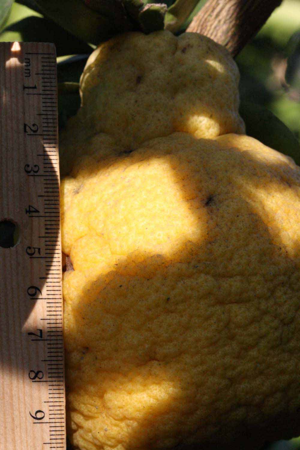            Fruit (Riverside, CA)   